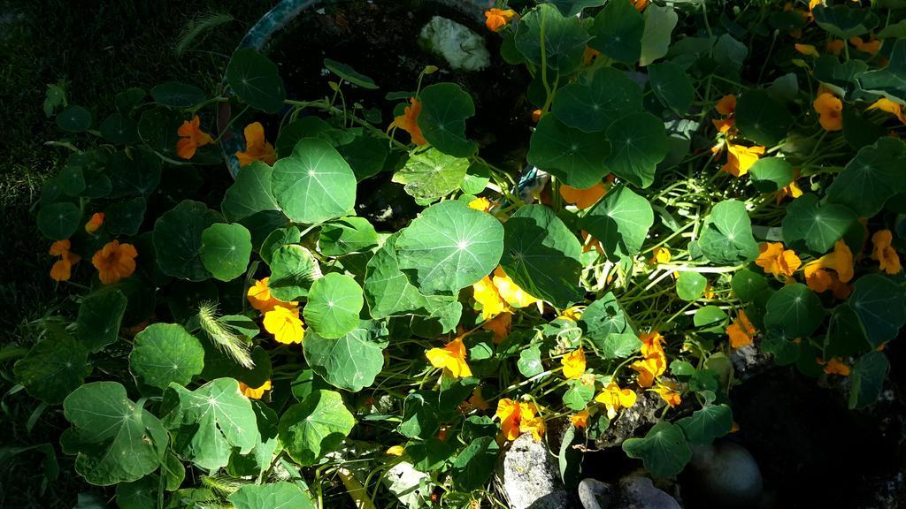 Casa Di Campagna Dal Pozzo ซอร์โซ ห้อง รูปภาพ